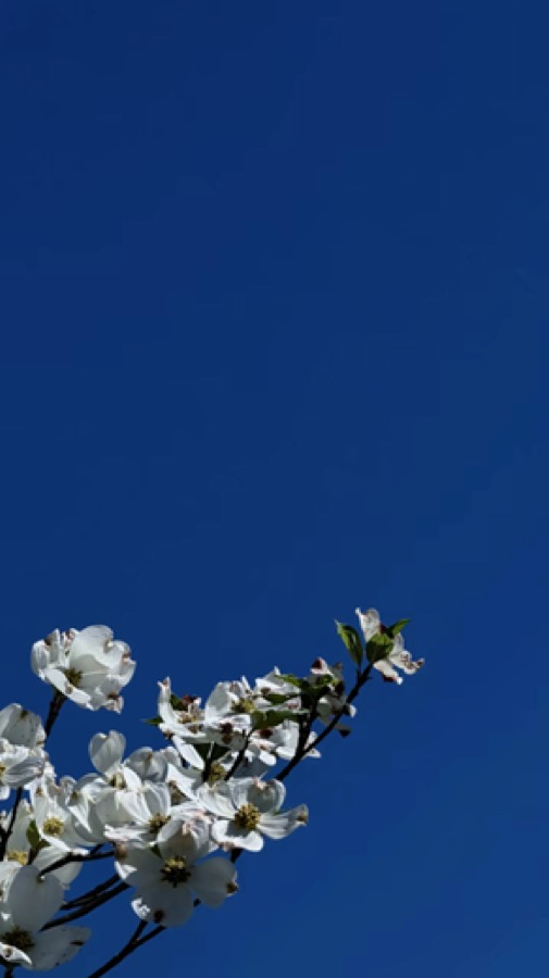 Still from Terrence Yu’s moving-image archive